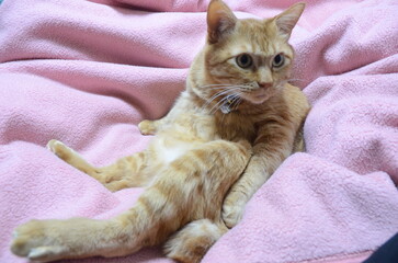 ピンクの毛布の上に座る茶色の猫