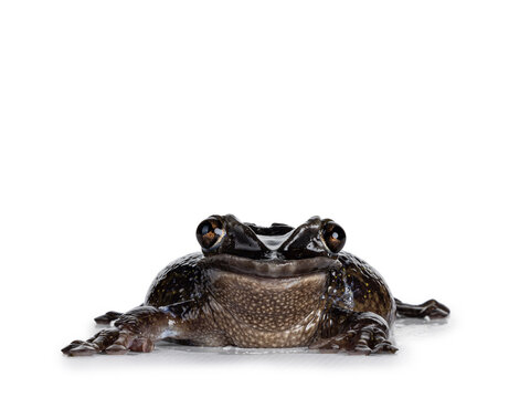 Yucatán Casque-headed Tree Frog aka Triprion petasatus, sitting facing front. Looking with both eyes to camera. Isolated on a white background.