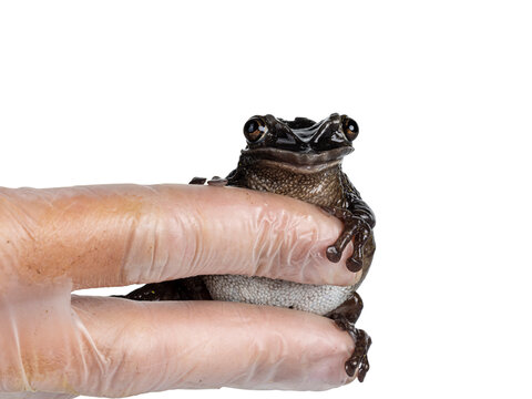 Yucatán Casque-headed Tree Frog aka Triprion petasatus, sitting on human hand. Looking with both eyes to camera. Isolated on a white background.