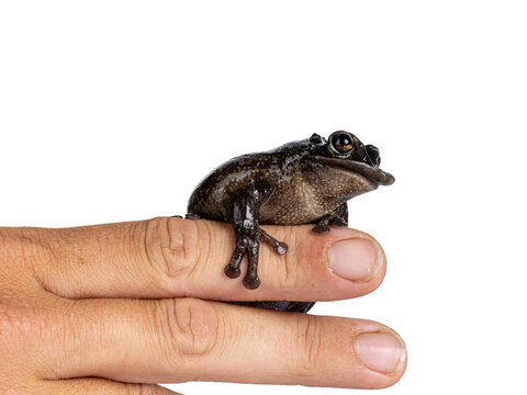 Yucatán Casque-headed Tree Frog aka Triprion petasatus, sitting on human hand. Looking side ways showing profile. Isolated on a white background.