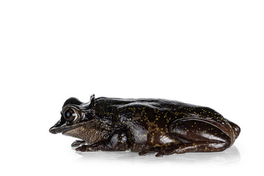 Yucatán Casque-headed Tree Frog aka Triprion petasatus, sitting side ways. Looking side ways showing profile. Isolated on a white background.