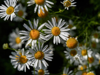 Flowering of daisies. Oxeye daisy, Leucanthemum vulgare, Daisies, Dox-eye, Common daisy, Dog daisy, Moon daisy. Gardening concept