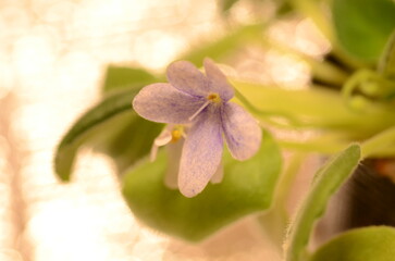 紫色のセントポーリアの花
