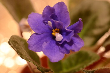 セントポーリアの青紫の花