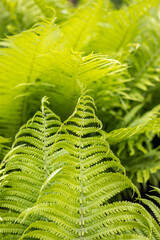 Ferns leaves green foliage natural floral fern background in sunlight.