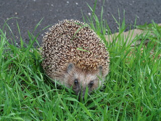hedgehog in the grass © Iuliia