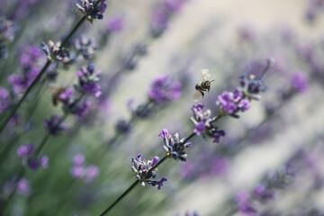 Bumble bee sucking nectar from lavender