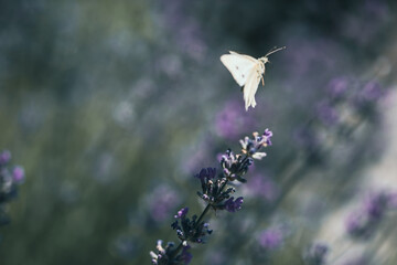 Pieris butterfly on lavender flower and natural background.