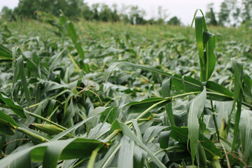 Green Corn field damaged by bad weather on summer. Wind on corn field 