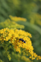 Gray and black Coleoptera insect on yellow flowers of Goldenrod. Coleoptera eating nectar on Solidago gigantea