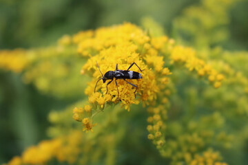 Gray and black Coleoptera insect on yellow flowers of Goldenrod. Coleoptera eating nectar on...