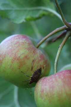 Brown Marmorated shield bug on apple fruit on tree in the orchard. Halyomorpha halys insect on cultivation