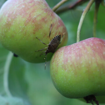 Brown Marmorated shield bug on apple fruit on tree in the orchard. Halyomorpha halys insect on cultivation