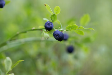 Fresh organic blueberries on the Bush.