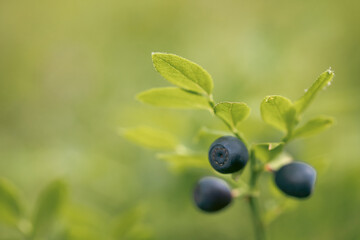 Fresh organic blueberries on the Bush.