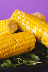 Appetizing boiled corn on a purple background