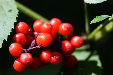 red berries