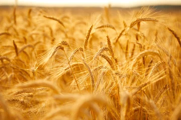 Gordijnen Wheat crop field sunset landscape © fox17