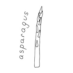 Asparagus vector illustration, hand drawing sketch