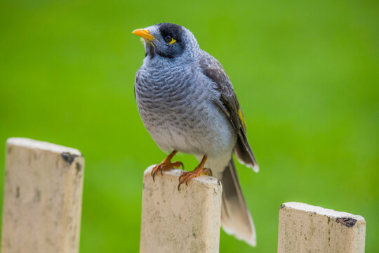 Noisy Miner bird on fence