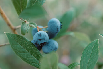Fresh organic blueberries in garden. Different stages of ripening of berries. High quality photo