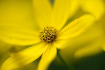 yellow flower macro