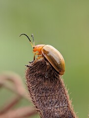 an orange beetle perches on a wild plant in the garden on a blurred nature background