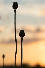 silhouette of poppy