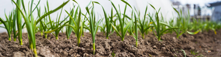 Crops planted in rich soil get ripe under sun. Plants grain sprout grow in black dirt. Cultivated land close up. Agriculture plant growing in bed row. Green sprouting agricultural plant