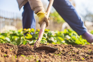 Preparing an agricultural field for planting seasonal vegetables and fruits in spring. Garden seasonal work concept