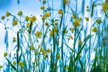 yellow flowers and blue sky