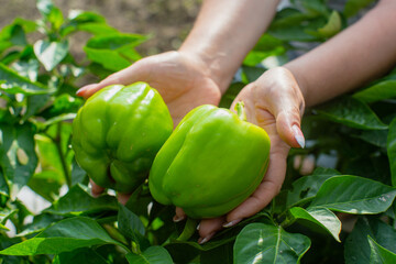 The farmer's female hands hold two green peppers against the backdrop of the garden beds in the garden. Harvesting healthy food concept