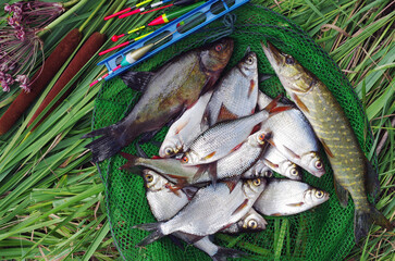 Lucky catch. River fish pike, bream, roach on a fishing net on the grass.