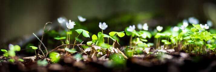 Panoramic banner background with a close up wildflowers in woodland. Beautiful natural landscape. Selective focusing on foreground with strong blurry background and copyspace