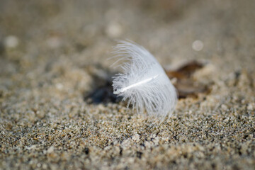 White feather of a river gull. A close-up view of a fallen white feather of a river gull, on a sandy surface.