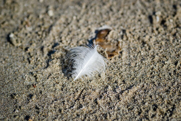 White feather of a river gull. A close-up view of a fallen white feather of a river gull, on a sandy surface.