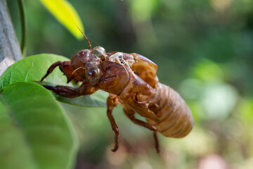 Cicadas molting on tree,Cicada stains.
