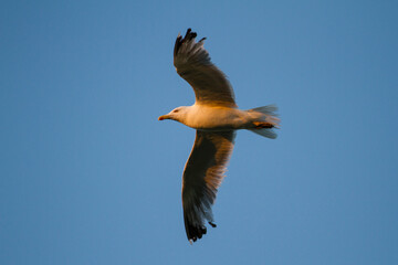 seagull flying high on the wind at sunset with blue sky without clouds