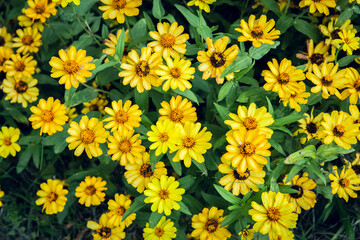 Zinnia zahara single yellow flowers