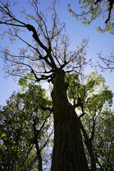 下から見上げた木