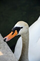 Obraz premium Versailles, France - White swans on a lake