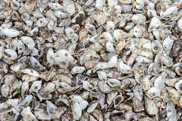 Many identical sea shells. Sea background with copy space