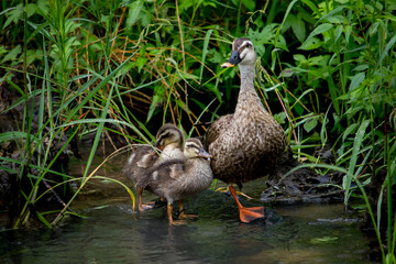 A family of spot billed ducks. Two little ducklings and mom duck resting on a rock in the river on a rainy day.