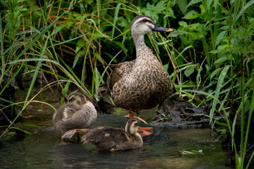 A young duckling stretching its leg. A family of spot billed ducks. Two little ducklings and mom duck resting on a rock in the river.