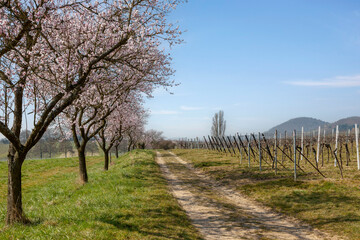 Blühende Mandelbäume (Prunus dulcis)
