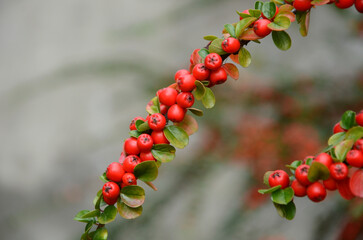 Branch of red berries Pyracantha or Cotoneaste shrub .Gardening or landscaping edible fruits and berries concept