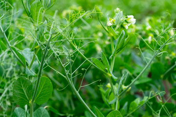Close-up of sprouts and flowers of young peas. Selective focus
