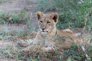 Lion cub resting in the bush of a Game Reserve in the Greater Kruger Region in South Africa