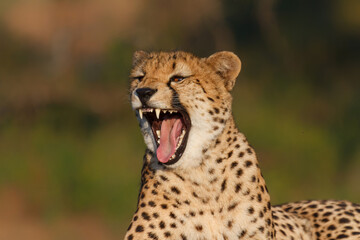 Yawning cheetah in a Game Reserve part of the Greater Kruger Region in South Africa