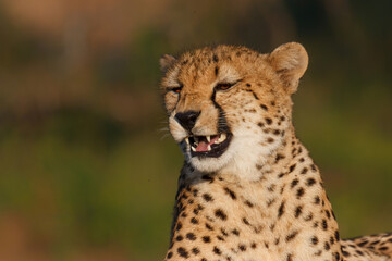 Yawning cheetah in a Game Reserve part of the Greater Kruger Region in South Africa